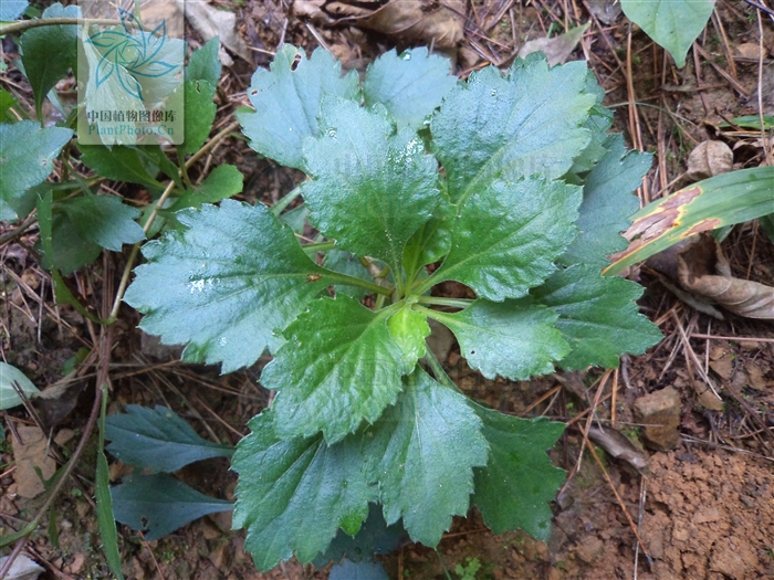  p>菴闾(学名:artemisia keiskeana)又名:菴闾子,菴闾,覆闾,菴芦,菴闾