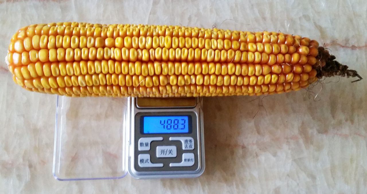 338玉米种