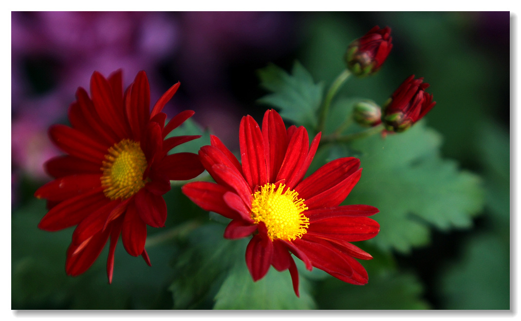  p>小红菊(学名: i>chrysanthemum chanetii /i>)为 a target="_blank