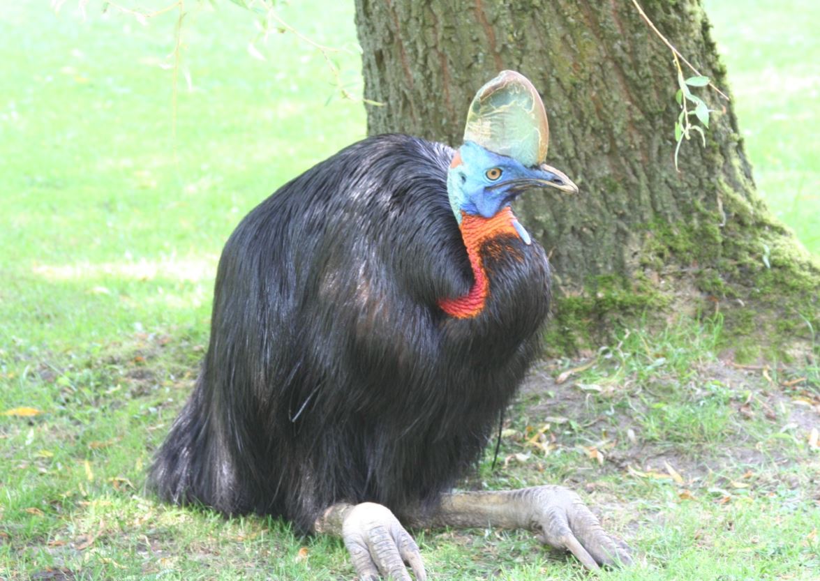  p>单垂鹤鸵(学名: i>casuarius unappendiculatus /i>):是 a>鹤鸵科 