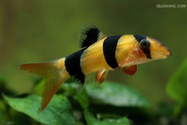  p>三间鼠鱼,分布于东部,西部,品种丰富.