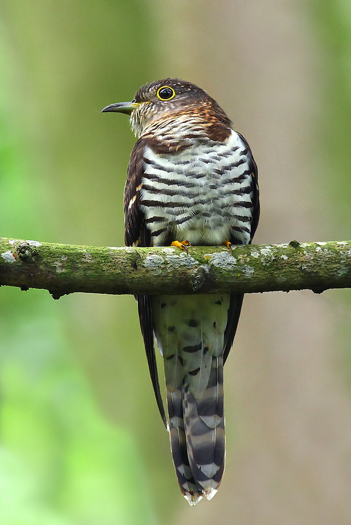  p>四声杜鹃(学名: i>cuculus micropterus /i>):是中型 a target="