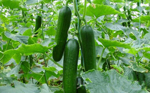 华黄瓜4号