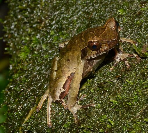  p>峨眉角蟾(学名: i>megophrys omeimontis /i>)是角蟾科,角蟾属两栖