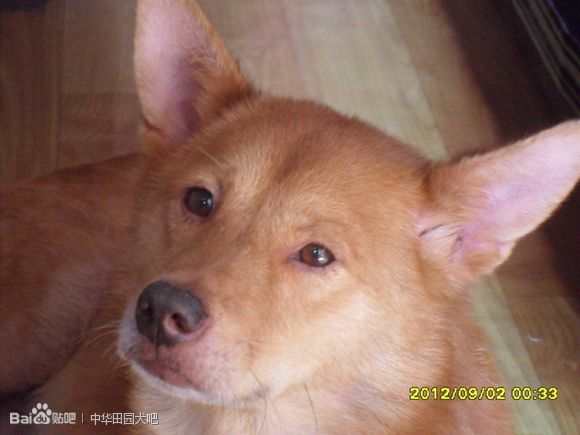  p>春和犬属 a target="_blank" href="/item