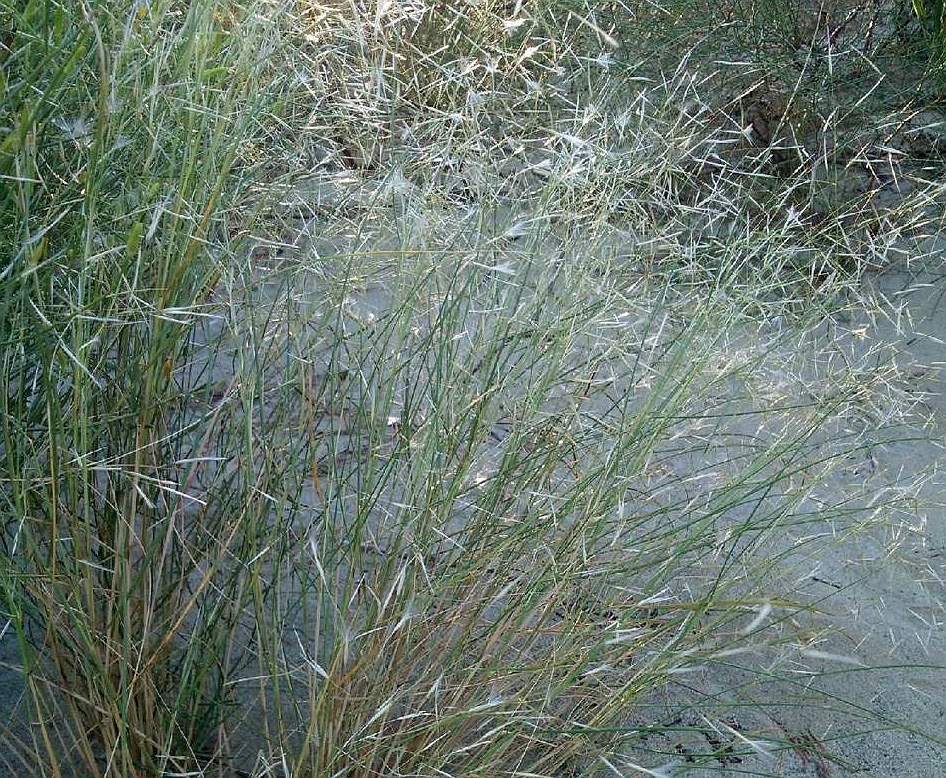 aristida adscensionis linn.