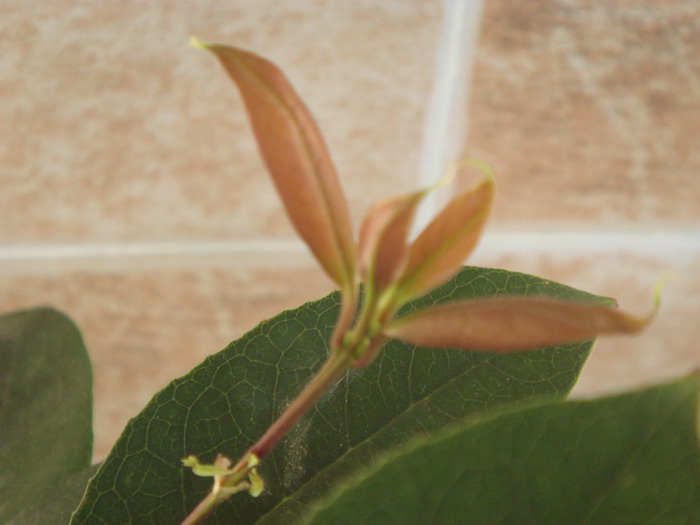  p>天香台阁(学名: i>osmanthus fragrans /i> 'tian xiang