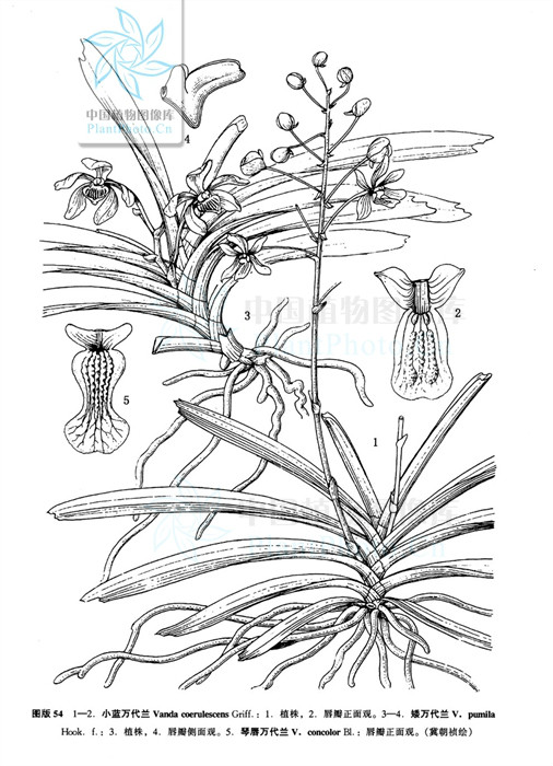  p>琴唇万代兰(拉丁学名: i>vanda concolor /i> bl.