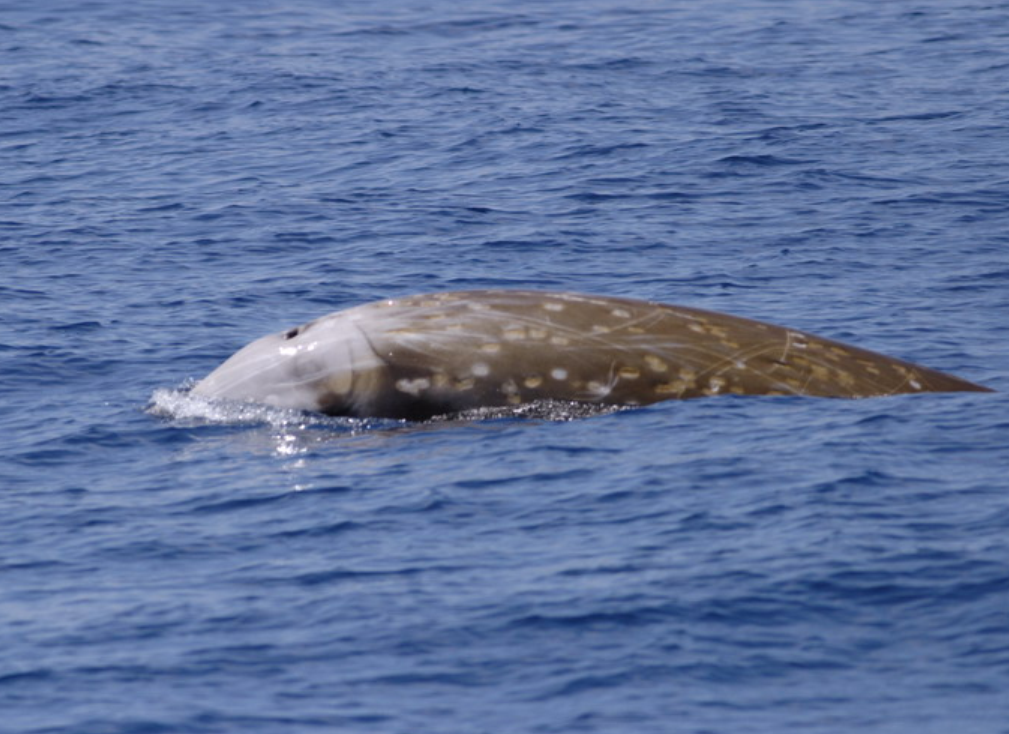  p>剑吻鲸 喜栖息于 a target="_blank" href="/item/深海区/2019915"