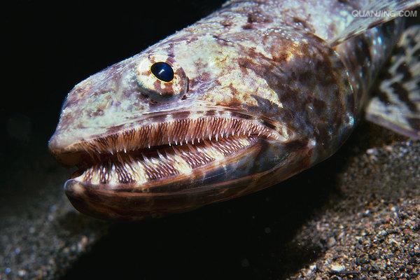  p>龙头鱼(学名: i>harpadon nehereus /i>)是龙头鱼科,龙头鱼属的一