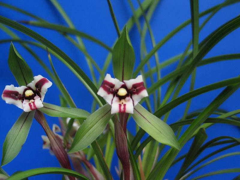  p>虎舌兰属(学名:epipogium gmelin ex borkhausen)是 a target="