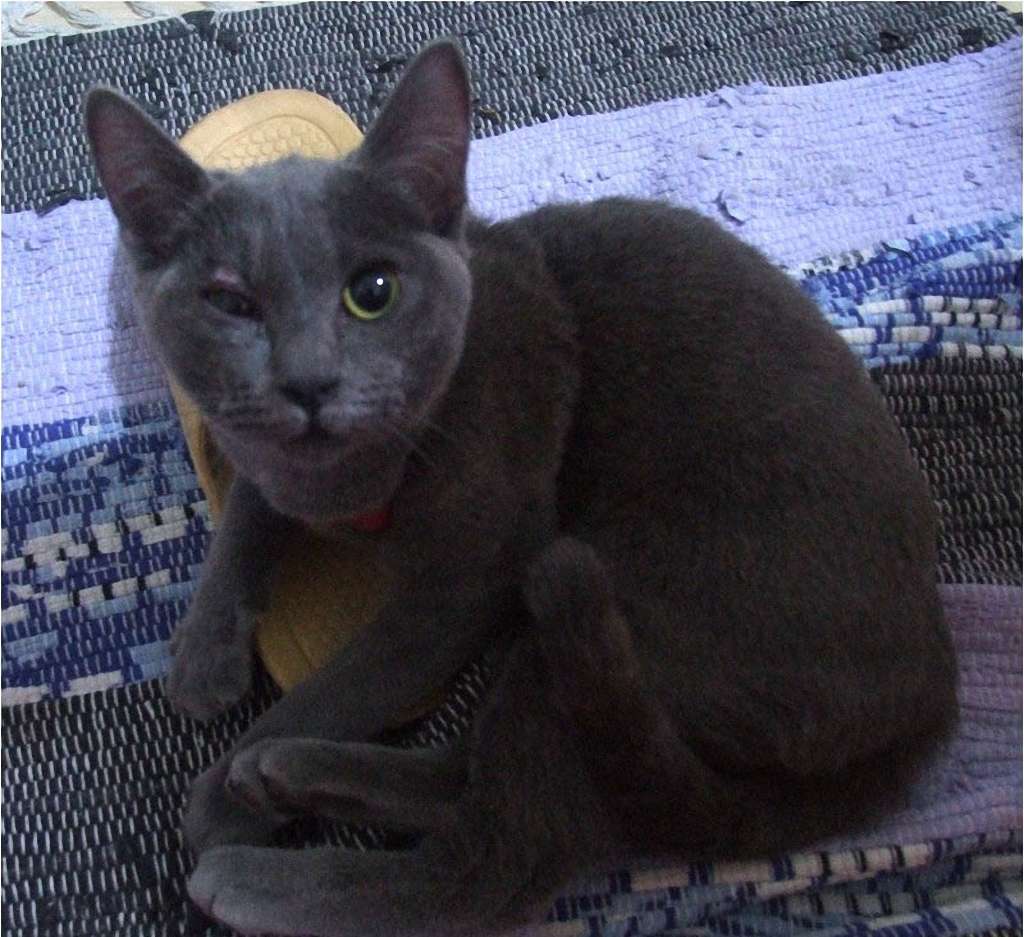 russian blue cat