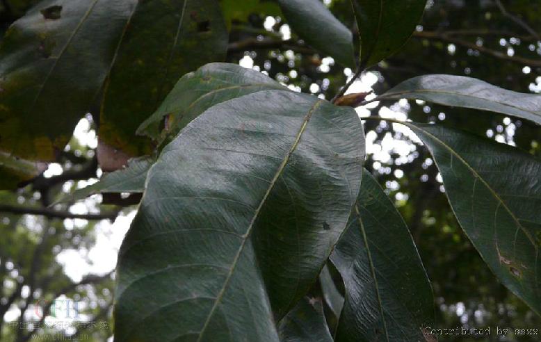  p>大叶青冈(学名: i>cyclobalanopsis jenseniana /i>),常绿 a href=