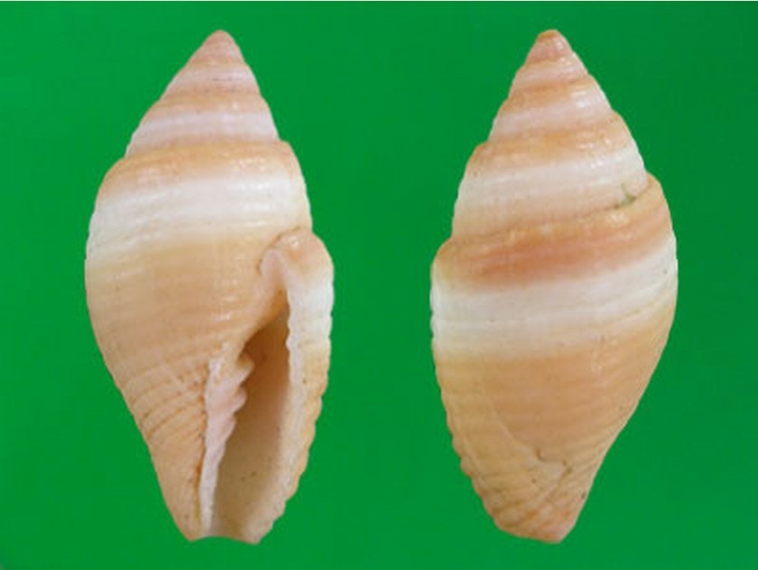  p>花冠芋螺(学名:miliariconus coronatus)壳较粗短,质厚.