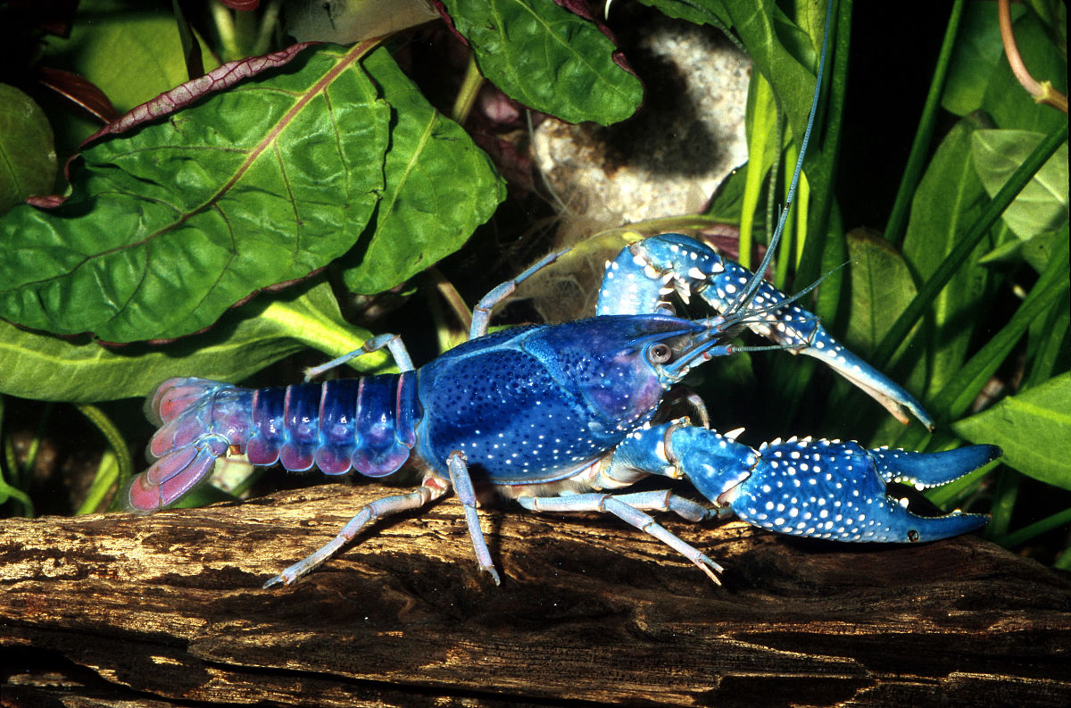  p>蓝色龙虾,属于无螯下目龙虾属,是美洲龙虾的罕见基因变异现象,产生