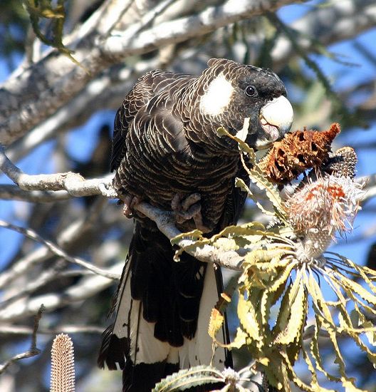 white-tailed black-cockatoo