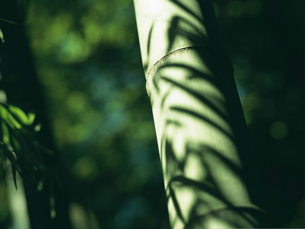  p> a href="#" data-lemmaid="2549562">青竿竹 /a>(b.