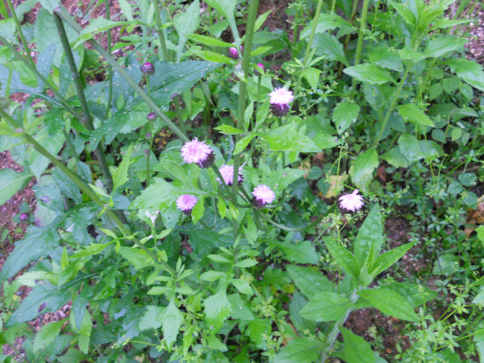  p>波缘鸭跖草,多年生披散 a href="#" data-lemmaid="541696">草本 