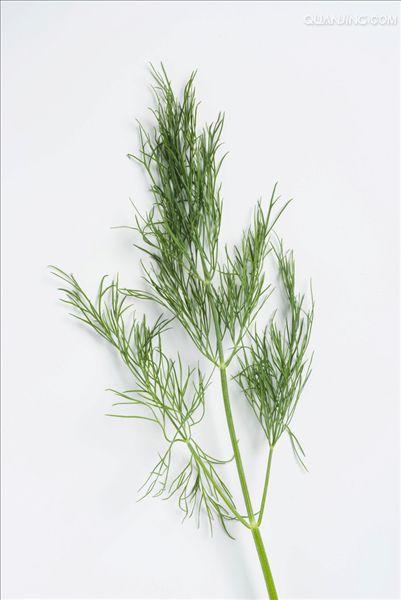  p>莳萝(学名:anethum graveolens l.)是伞形科莳萝属植物.