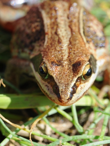  p data-id="tiplttgpadjp">哈士蟆是无尾目蛙科林蛙属两栖动物,又称