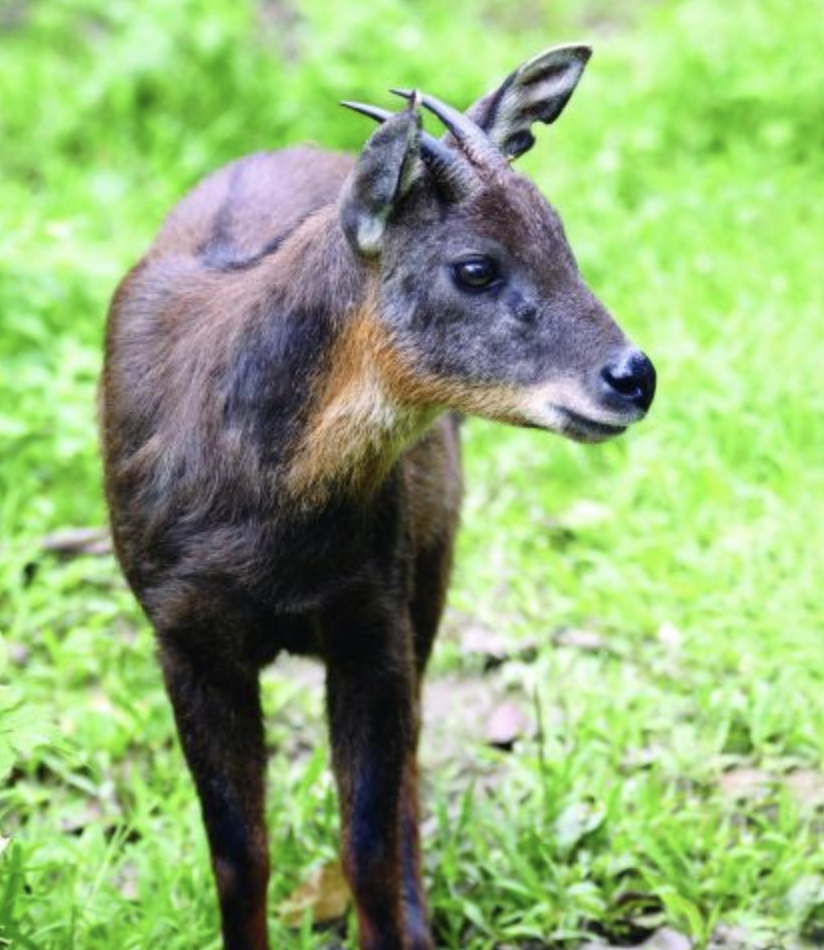  p>台湾鬣羚(学名: i>naemorhedus swinhoei /i>):是牛科,鬣羚属动物.