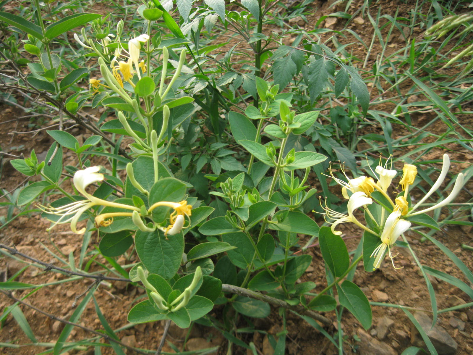 是忍冬科忍冬属植物.