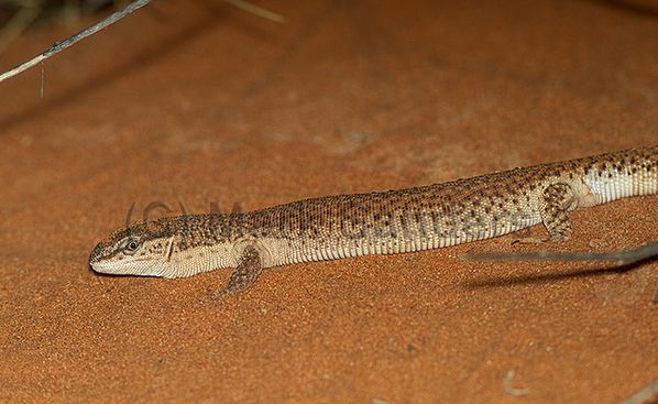  p>短尾巨蜥(学名: i>varanus brevicauda /i>)是 a href="#" data