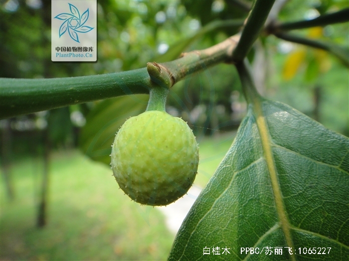  p>白桂木(学名: i>artocarpus hypargyreus  /i>hance)是桑科波罗蜜