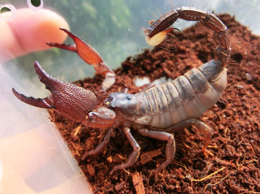 印度红爪雨林蝎