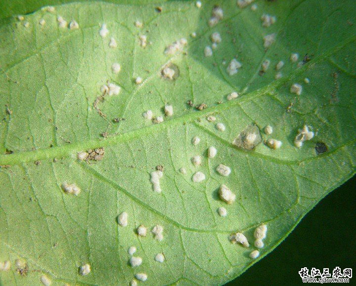 花椰菜白锈病