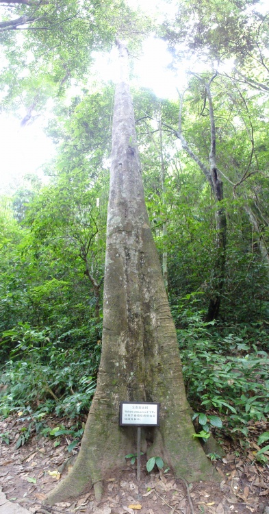  p>云南割舌树属于 a href="#" data-lemmaid="3551137">蔷薇亚纲 /a>