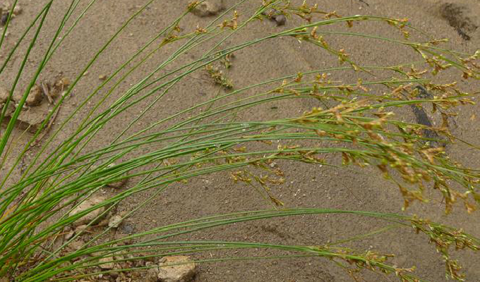  p>扁茎灯心草为 a href="#" data-lemmaid="14075437">扁茎组 /a>