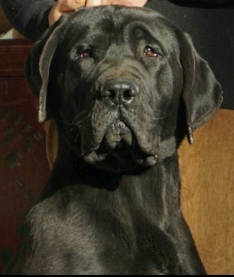  p>日本的非常神秘的大型竞技斗狗,训练后的土佐犬被誉为世界上最凶猛