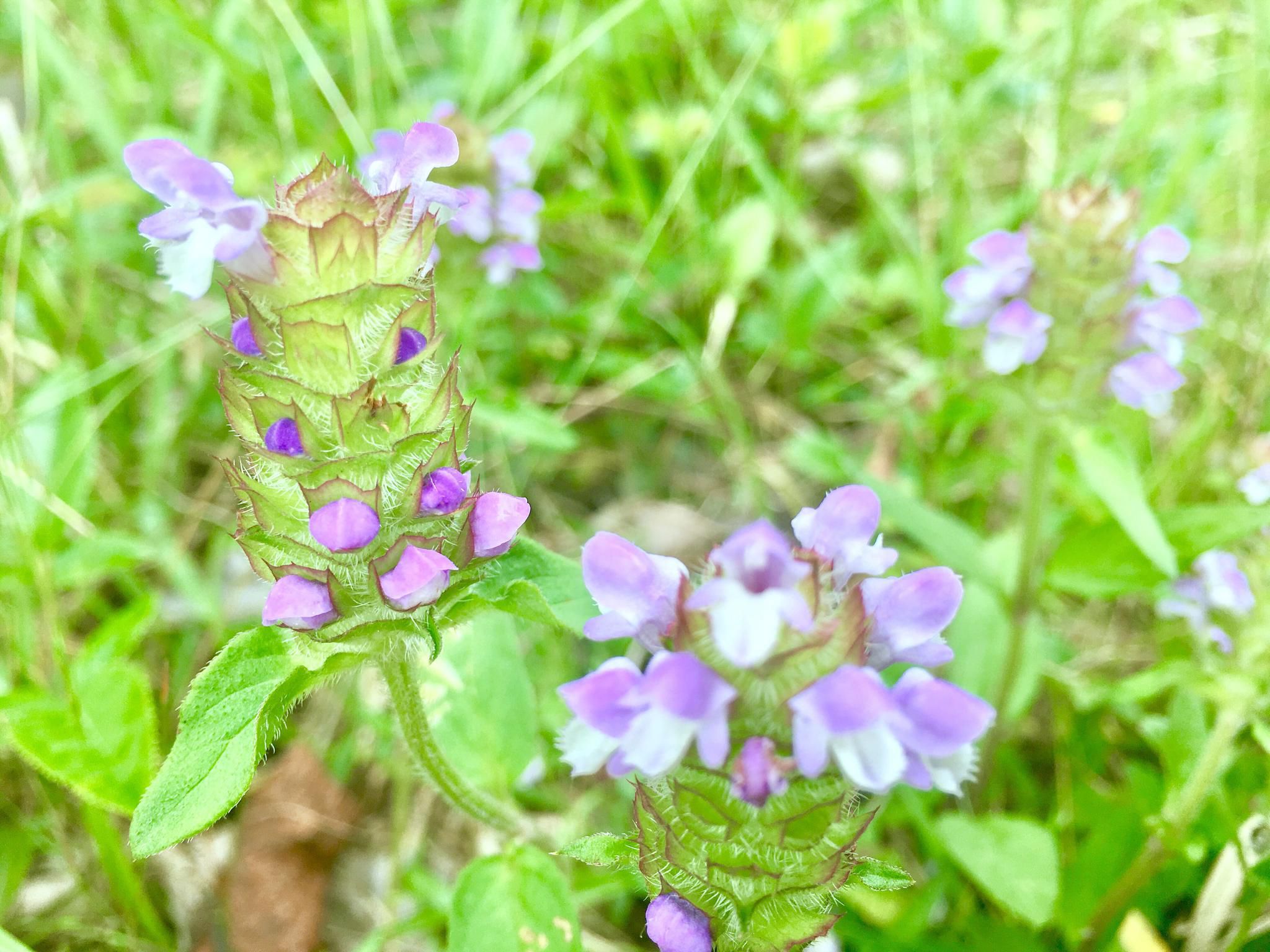  p>大花夏枯草,prunella grandiflora ,唇形科夏枯草属植物, a target