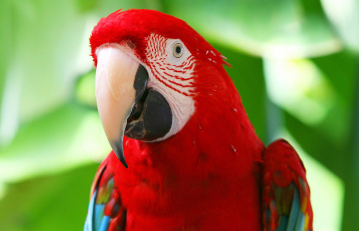 红腹锥尾鹦鹉指名亚种