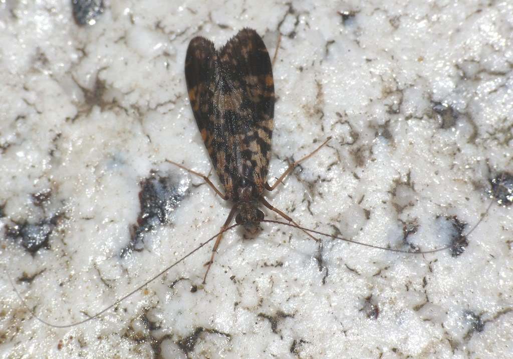  p>毛翅目(trichoptera)此类昆虫通称石蛾,中小型.