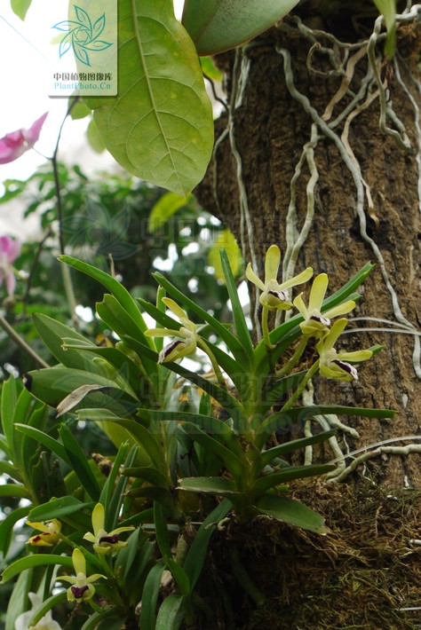  p>叉唇万代兰(拉丁学名: i>vanda cristata /i> lindl.