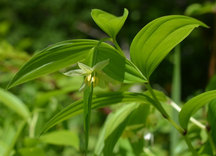  p>宝珠草是百合科 a href="#" data-lemmaid=