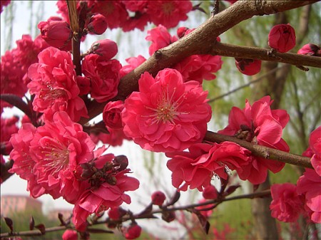 persica f. camelliaeflora