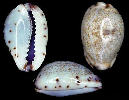  p>小眼宝螺(学名:purpuradusta gracilis gracilis)是腹足纲宝螺科的