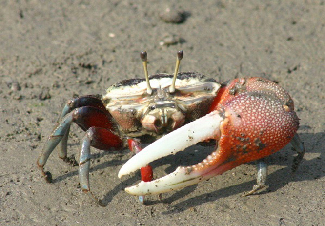 energetic fiddler crab