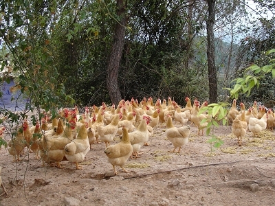 江西赣州宁都县
