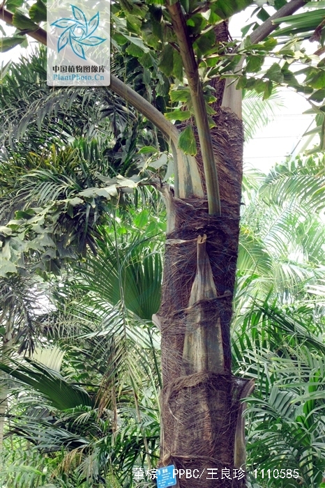  p>董棕(学名: i>caryota urens /i>  linn): a target="_blank" href