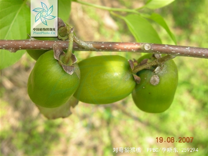  p>对萼猕猴桃(学名: i>actinidia valvata /i> dunn)是猕猴桃科