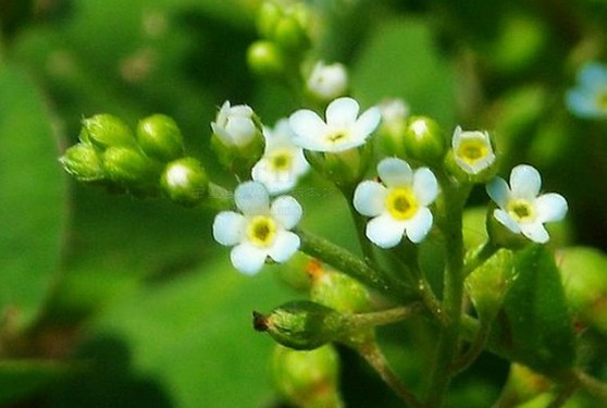 附地菜 /b>(学名: i>trigonotis laxa /i>)为紫草科附地菜属的植物,为