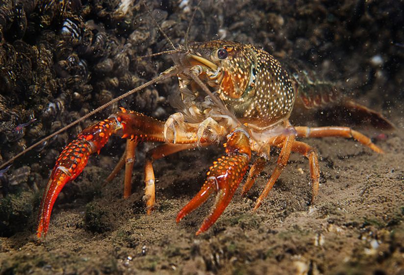  p>小龙虾(学名: i>procambarus clarkii /i>):是甲壳纲,十足目,螯虾