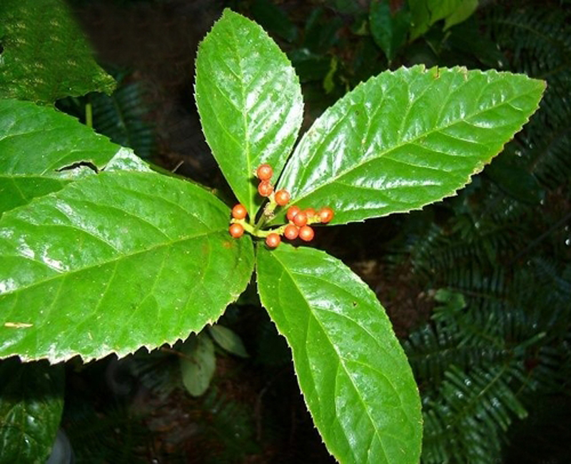  p>金粟兰(学名: i>chloranthus spicatus /i> (thunb.