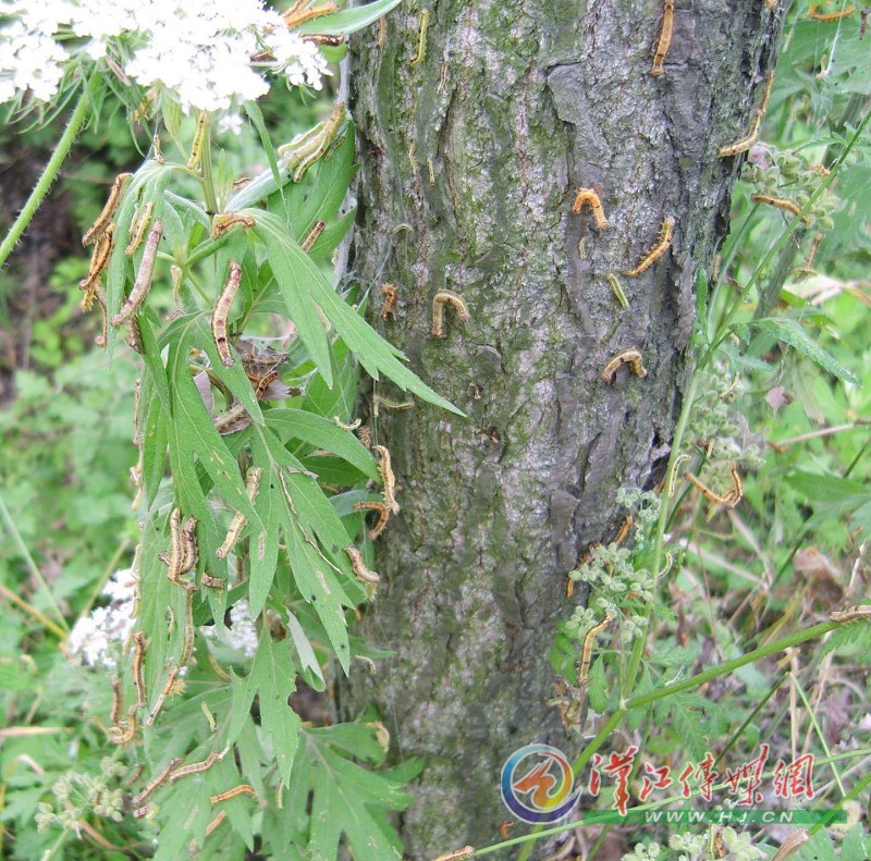  p>杨小舟蛾( i>micromelalopha sieversi /i>&nbsp;staudinger