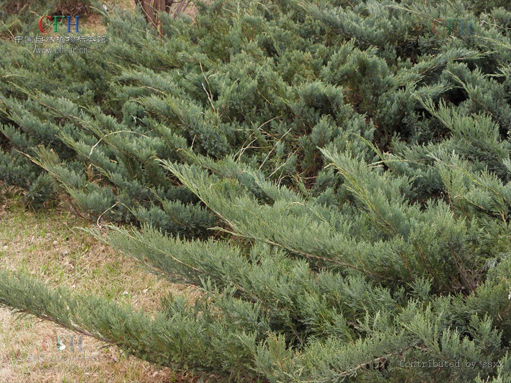  p>铺地柏(学名: i>sabina procumbens /i>  (endl.