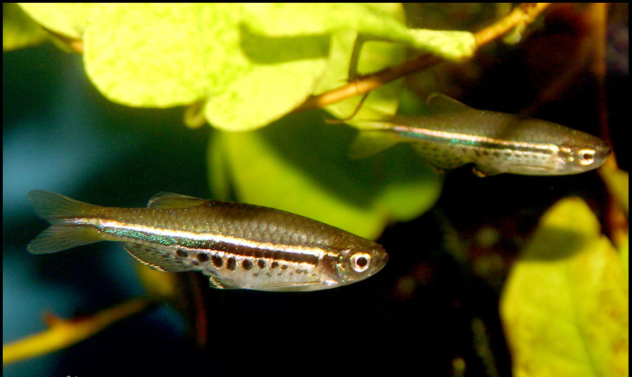 zebra fish